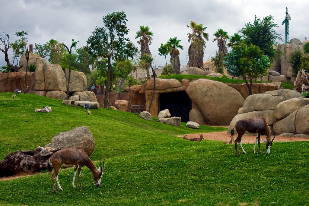 El Bioparc de Valencia tiene nuevos habitantes que podemos conocer