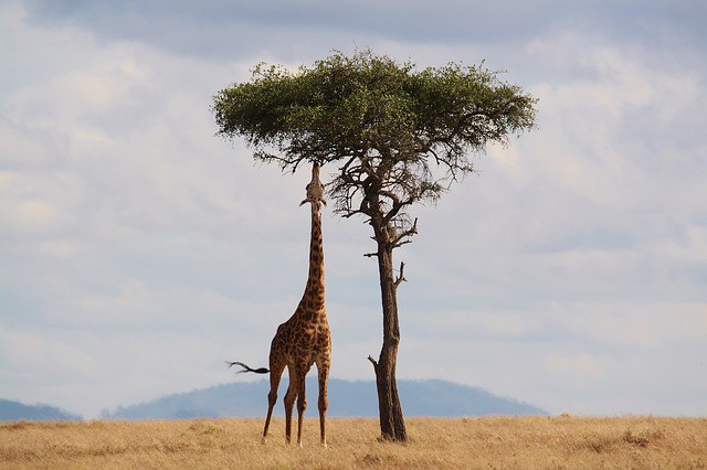 Kenia, destino destacado en África