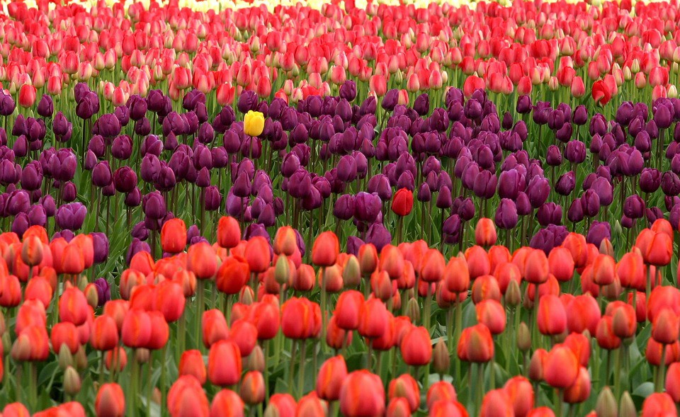 El jardín más lindo del mundo