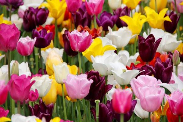 La flor nacional de Holanda es el tulipán