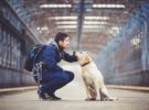 Viajar con tu perro en el tren, normas, consejos y obligaciones para tener un viaje agradable