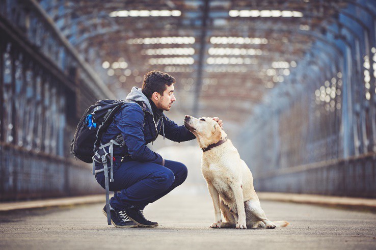 Viajar con tu perro en el tren, normas, consejos y obligaciones para tener un viaje agradable