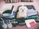 Consejos para viajar con tu mascota estas vacaciones