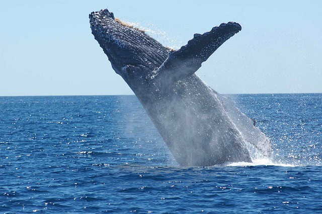 Las Ballenas Jorobadas atraen a muchos turistas a Samaná