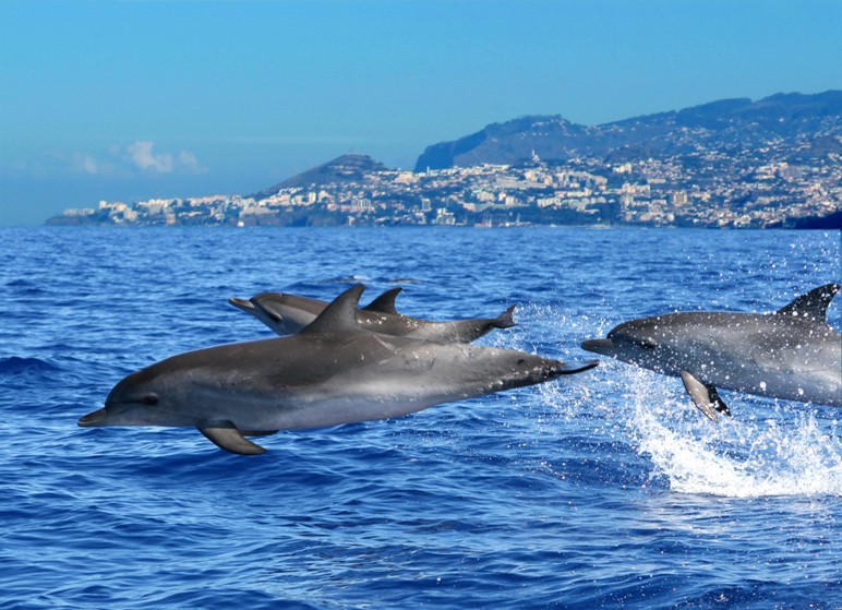 Madeira, un lugar privilegiado para nadar con delfines