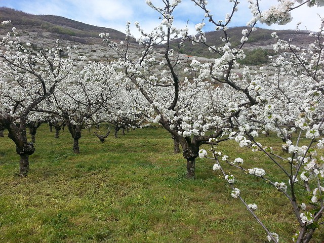 Actividades veraniegas en el Valle del Jerte