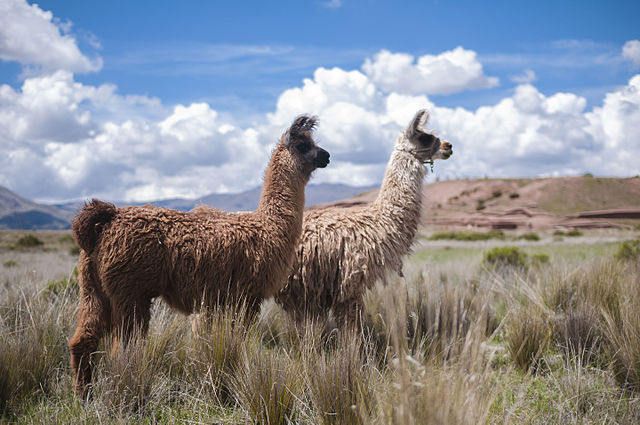 La Paz fomentará el agroturismo en Bolivia