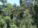 Perú quiere fomentar el turismo en la Amazonía
