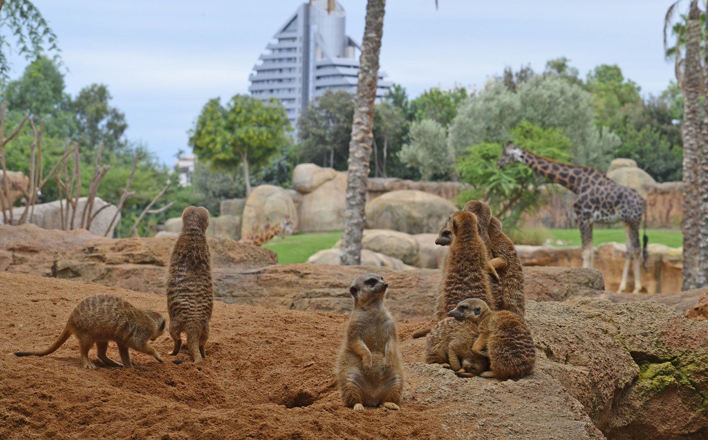 Bioparc se confirma como un destino turístico preferencial para extranjeros en 2017