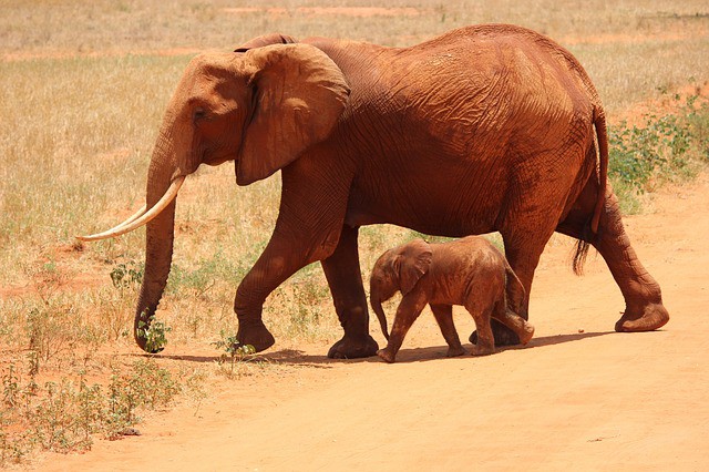 Los destinos africanos para disfrutar de un safari