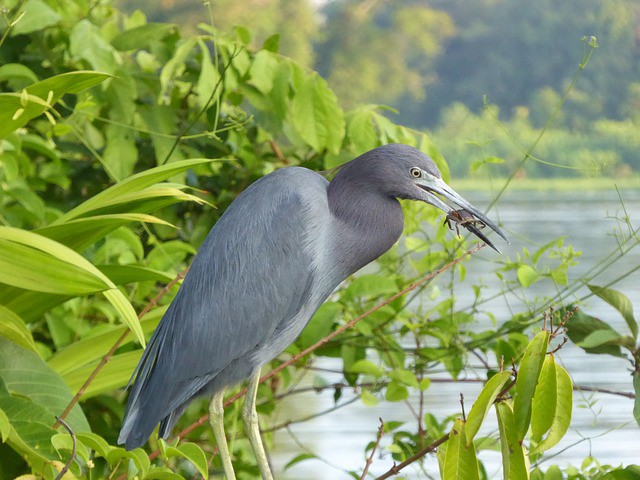 Descubrir la Ruta de las Aves en Costa Rica