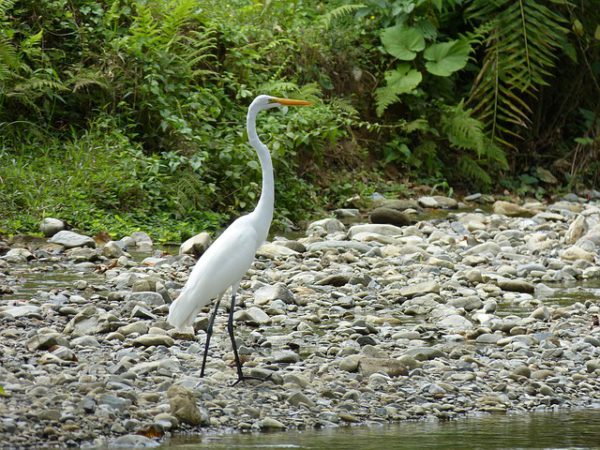 Descubrir la Ruta de las Aves en Costa Rica