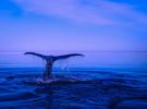 Avistamiento de ballenas en la Riviera Nayarit