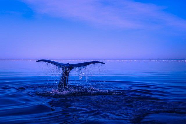 Avistamiento de ballenas en la Riviera Nayarit