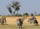Las 4 mejores visitas para hacer en Botswana
