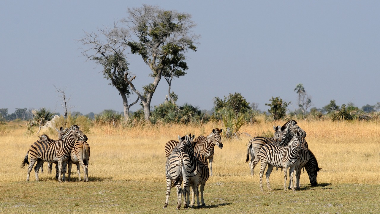 Las 4 Mejores Visitas Para Hacer En Botswana