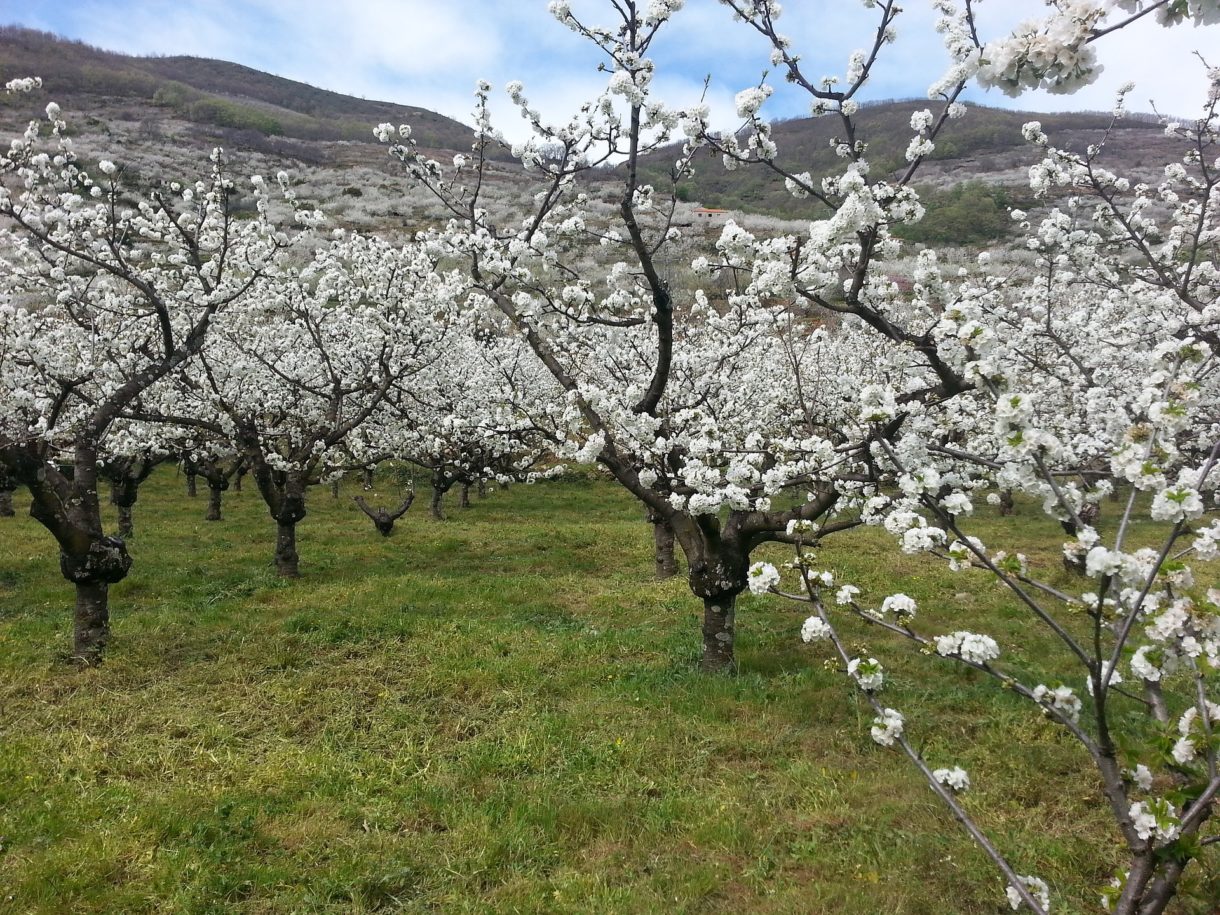 El turismo de floración, una manera de vivir la primavera en distintos lugares