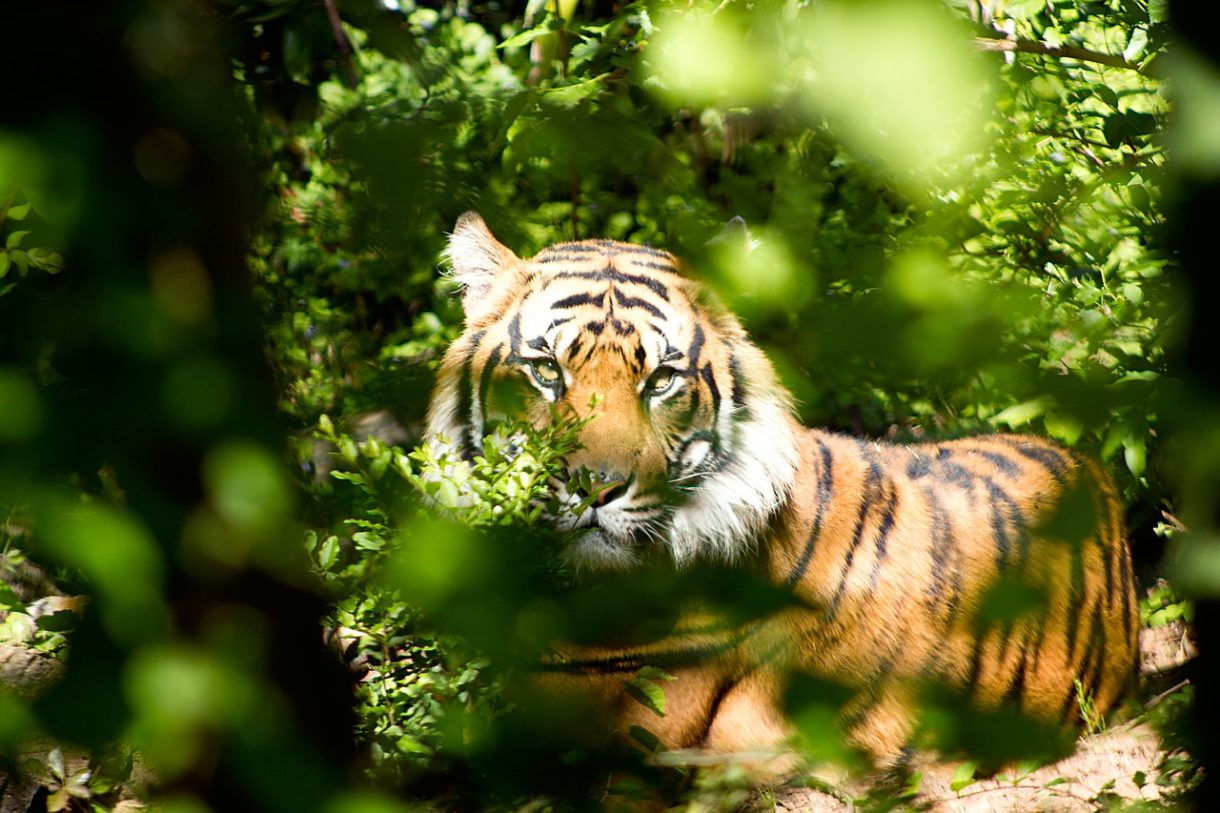 Los zoológicos de Estados Unidos donde pasar la noche