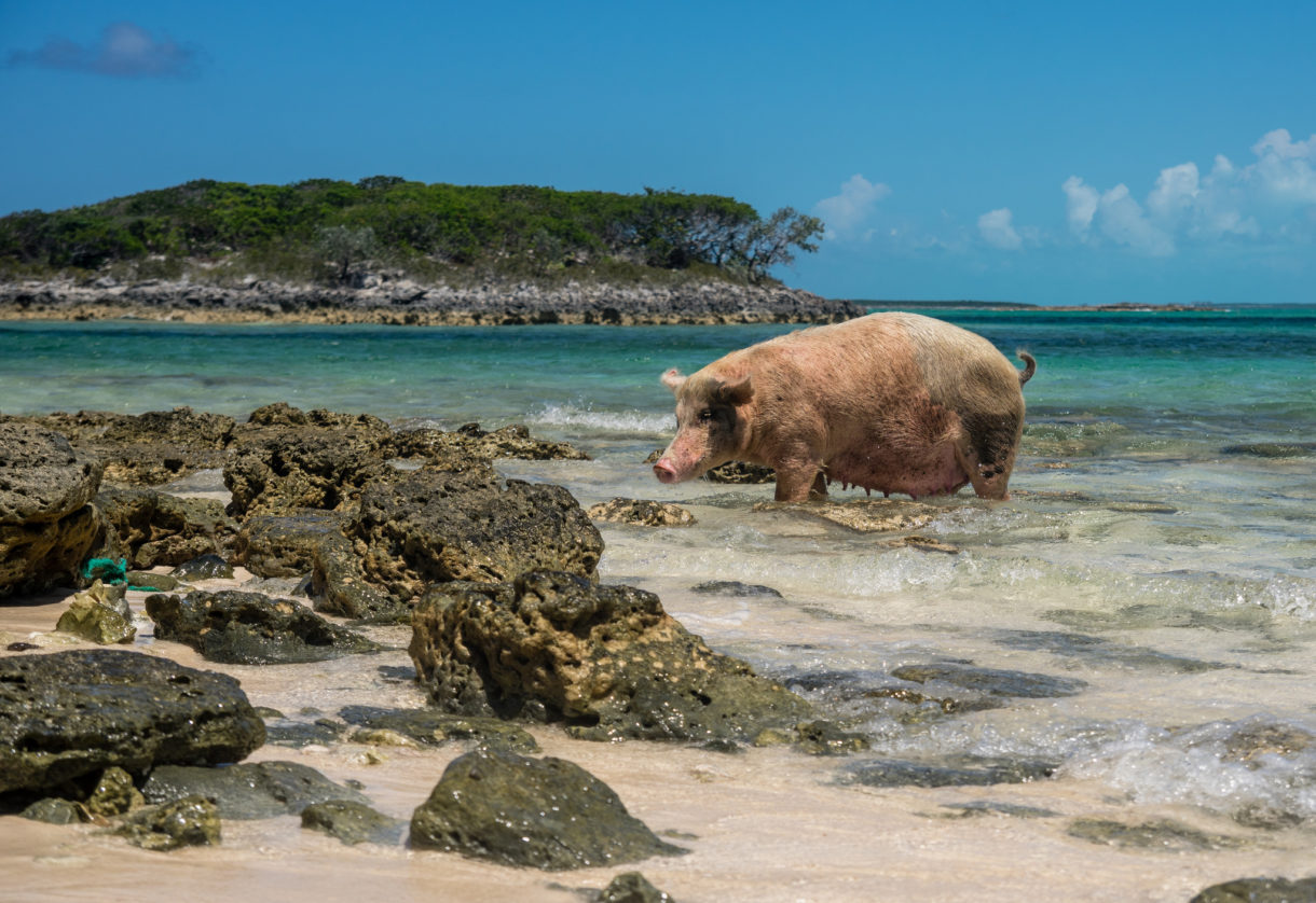 Top 6 de las playas más increíbles para ver animales autóctonos y pasar un día diferente