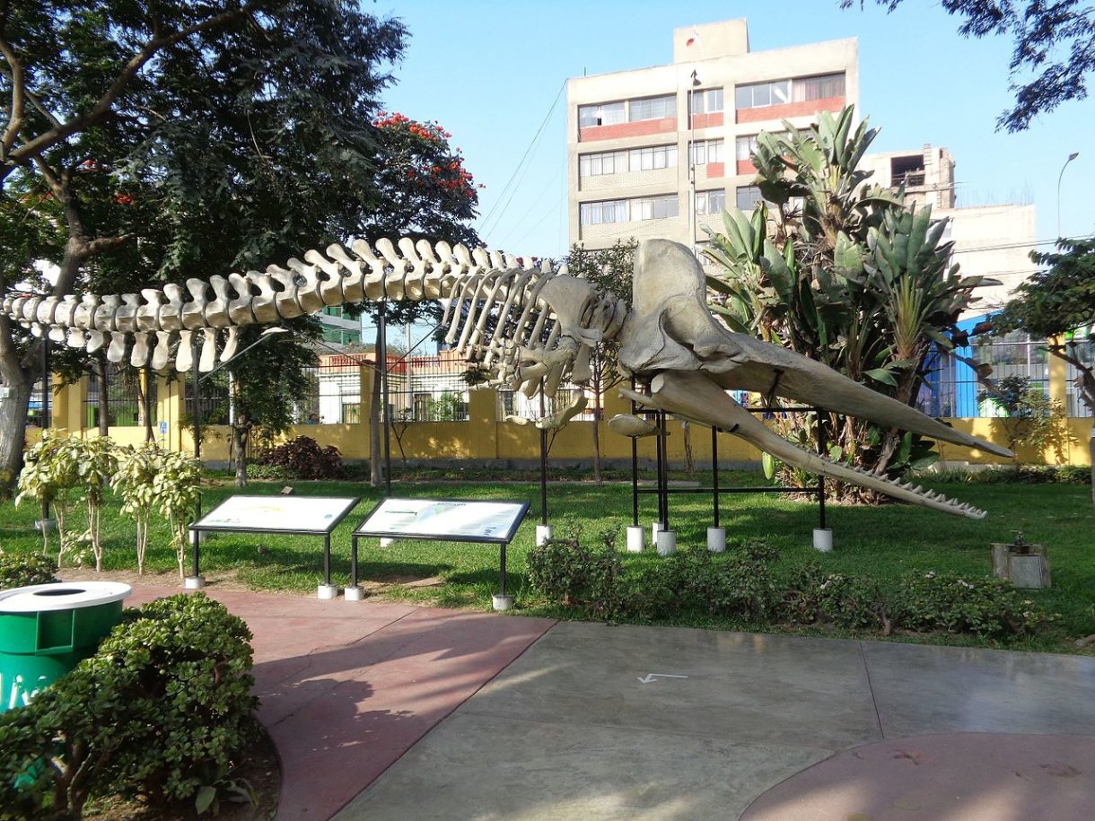 Museo de Historia Natural de Lima, una visita disfrutar de la flora y fauna de Perú