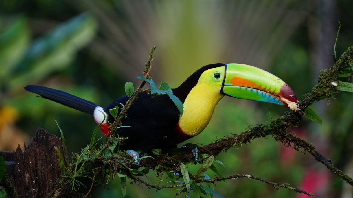 Camino de Costa Rica, propuesta para disfrutar del turismo rural en vacaciones