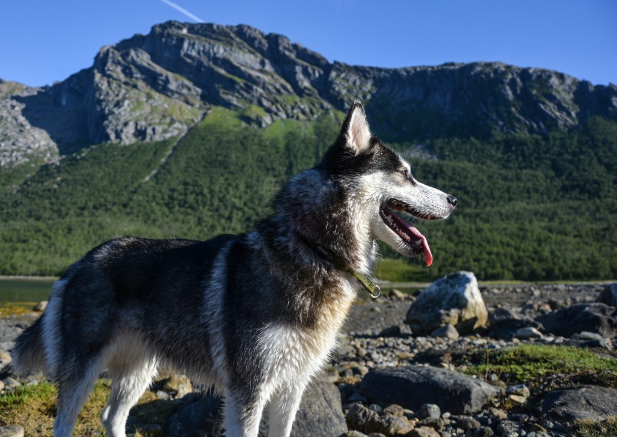 El turismo rural, una opción ‘petfriendly’ para los que viajan con su mascota