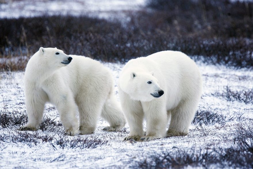 ver-osos-polares-canada