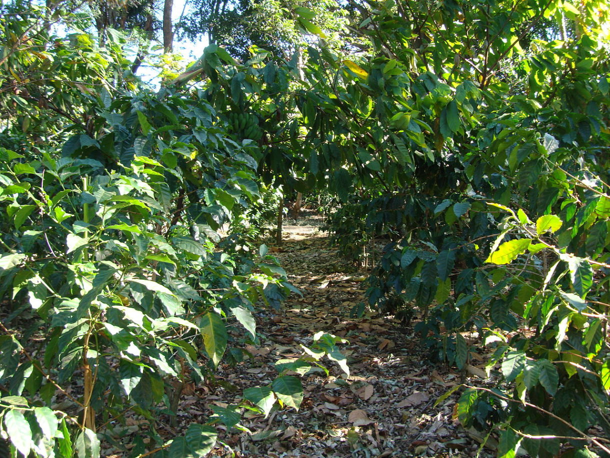 Visitar una plantación de café, una alternativa para disfrutar de la naturaleza en Costa Rica