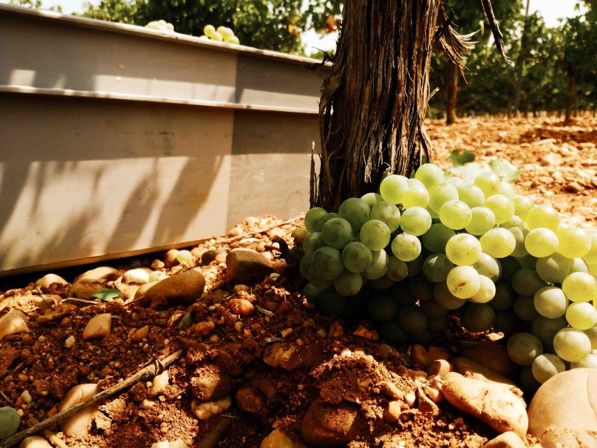 Llega la vendimia y es el momento de hacer la Ruta del Vino de Rueda