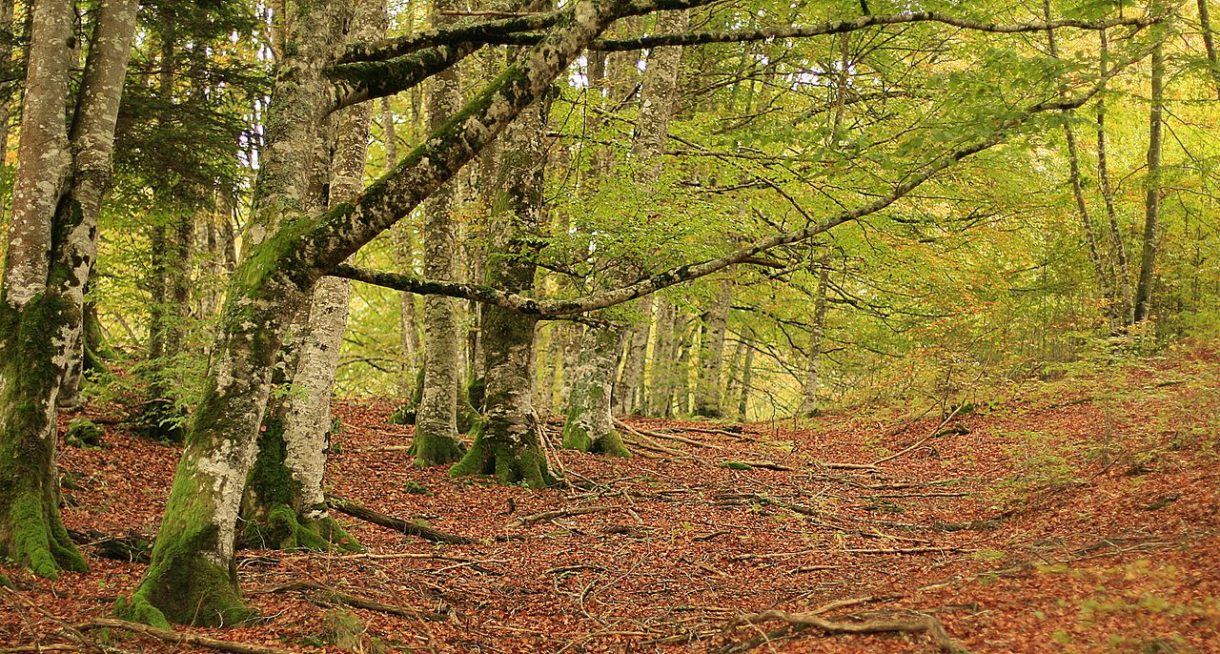 Navarra, destino para las vacaciones de otoño