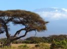 Kenia sigue siendo el destino líder en safaris para los turistas