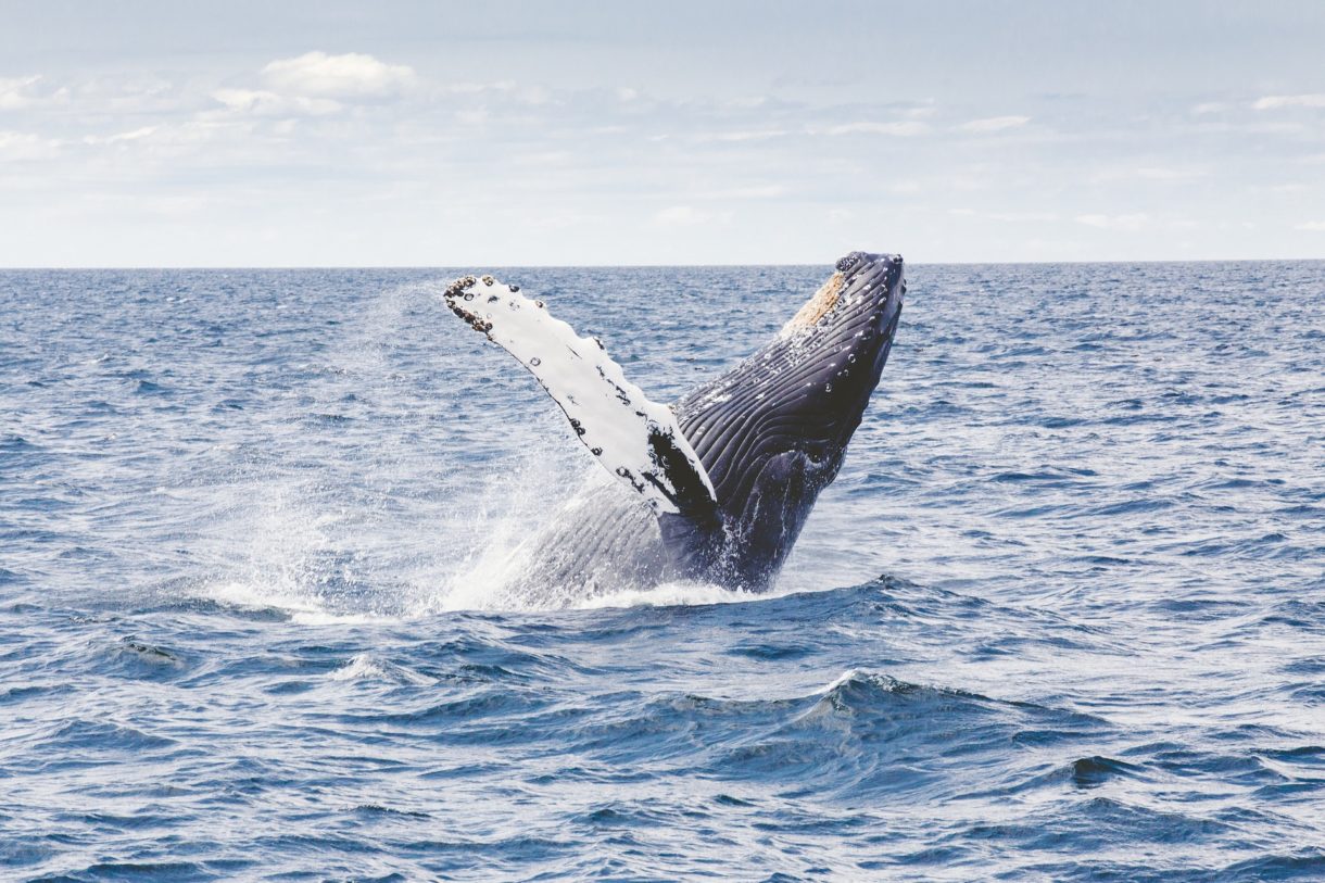 Avistamiento de ballenas, atractivo para disfrutar en República Dominicana