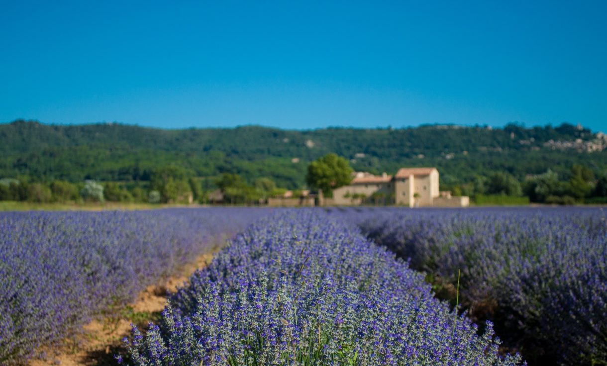 Campos de lavanda en Brihuega, un placer para la vista y el olfato en Guadalajara