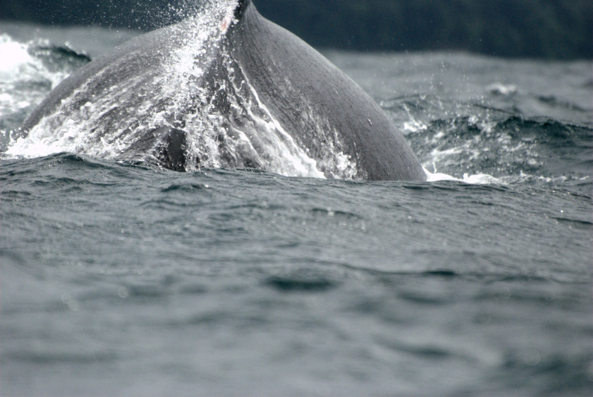 Avistamiento de ballenas jorobadas en Colombia, actividad para toda la familia