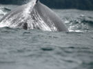 Avistamiento de ballenas jorobadas en Colombia, actividad para toda la familia