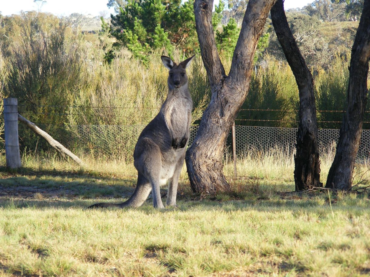 Conoce Canberra, una ciudad diferente para visitar en Australia