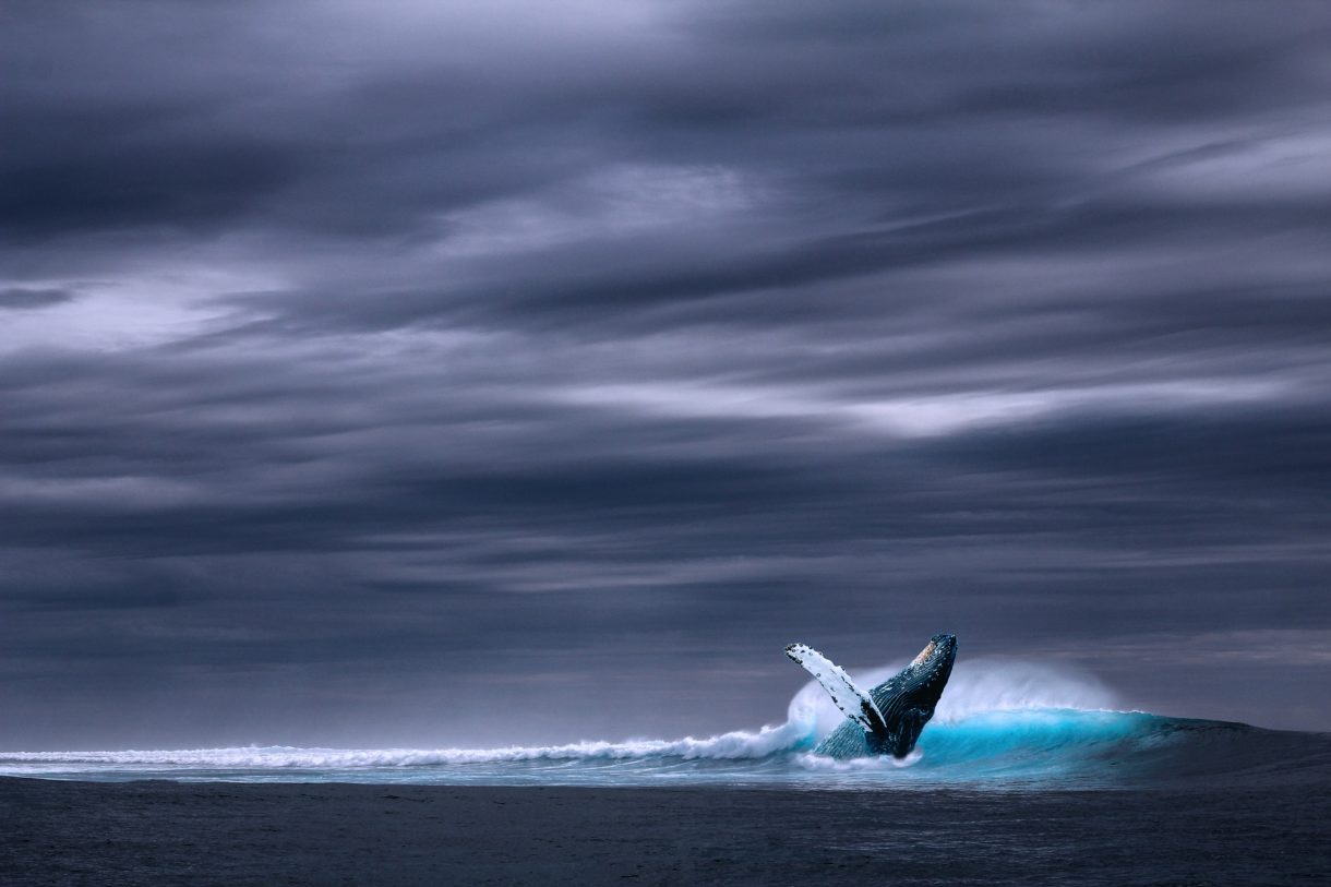 Argentina, un destino destacado para el avistamiento de ballenas