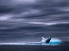 Argentina, un destino destacado para el avistamiento de ballenas