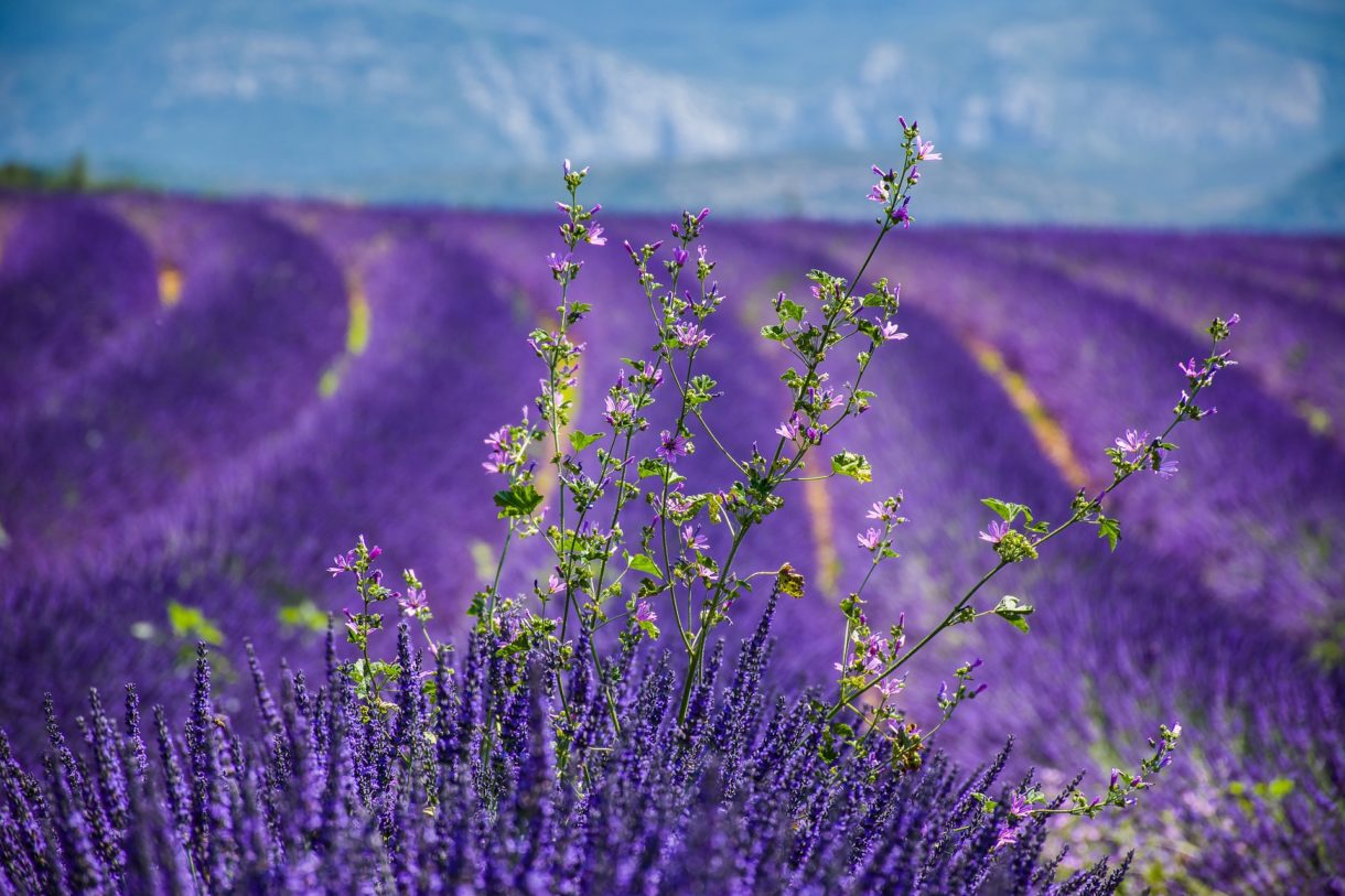 Las mejores vistas para disfrutar en Francia