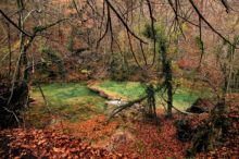 Bosques y viñedos de Misterio, nueva iniciativa para disfrutar en Navarra