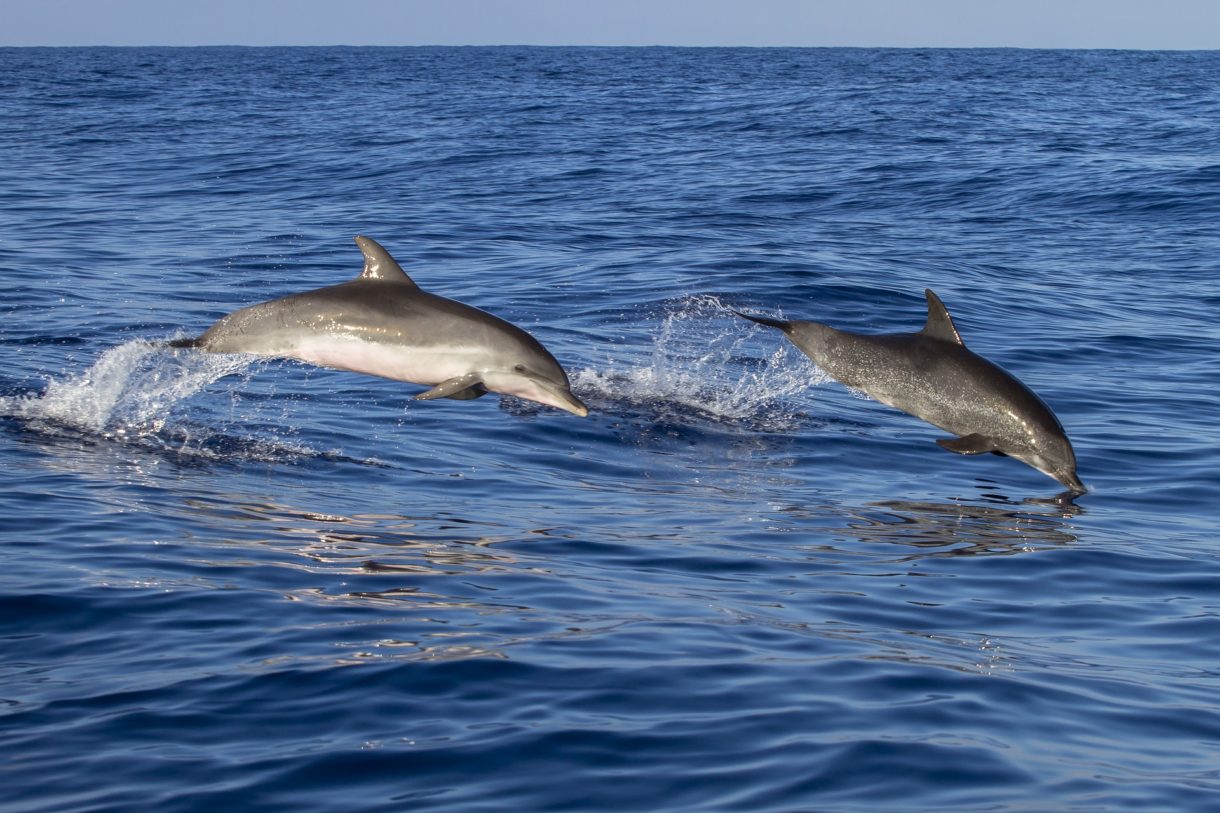 Madeira, un archipiélago perfecto para los amantes de los deportes acuáticos