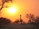 Zambia, un destino africano que te sorprenderá