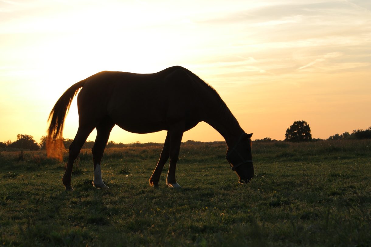 Montar a caballo en Europa, nuevas experiencias en pareja