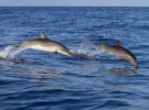 Madeira como destino para el avistamiento de ballenas y delfines