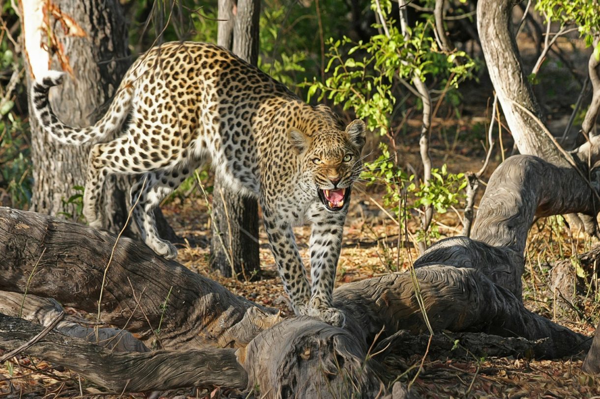 Conoce lugares únicos de Botswana, paraíso de África