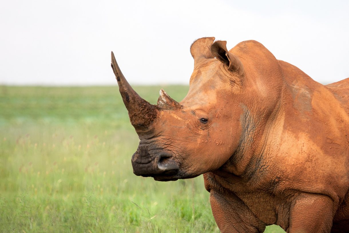 Pretoria, un destino sudafricano para los amantes de la naturaleza