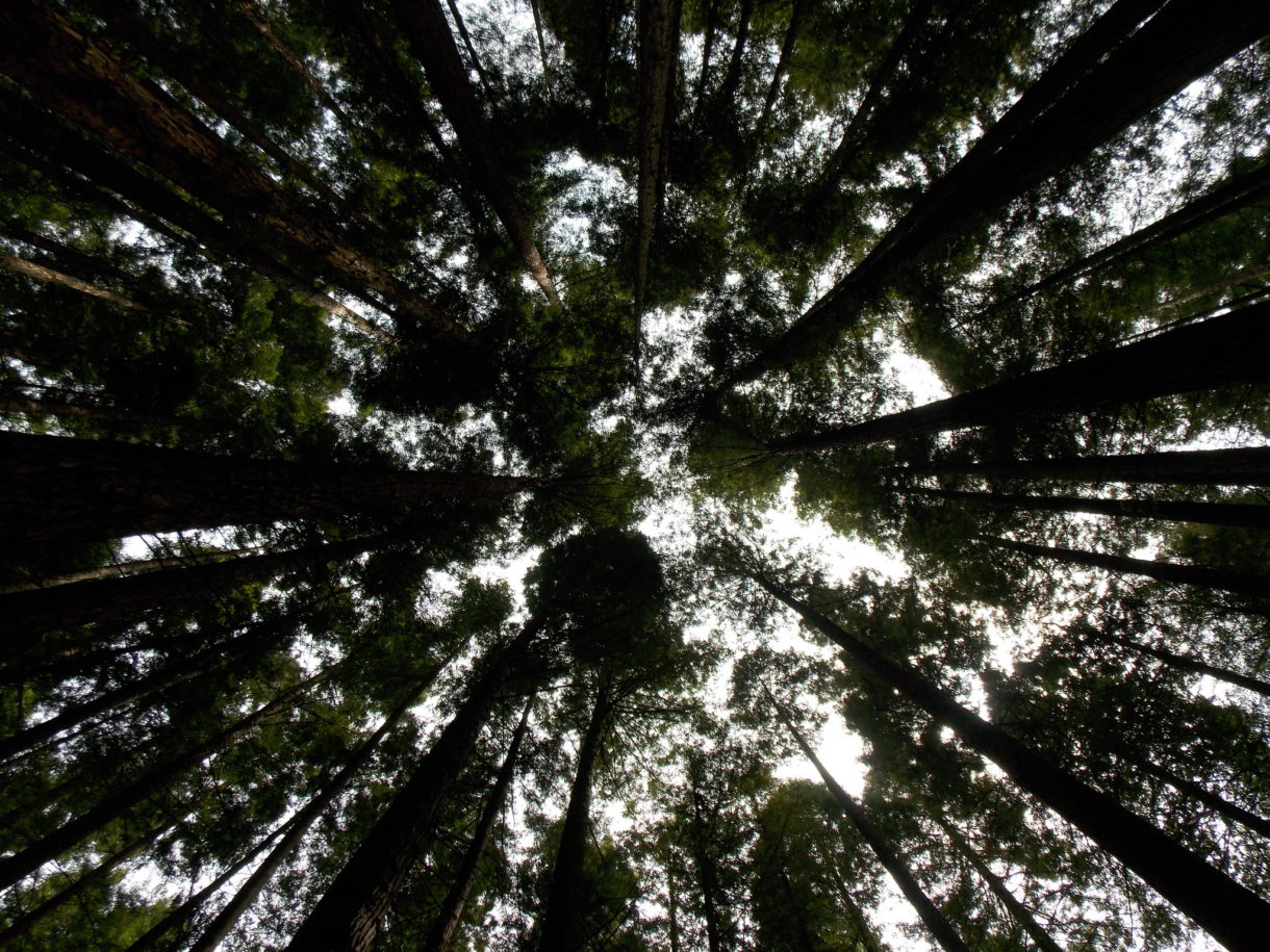 Cabezón de la Sal y su bosque de secuoyas