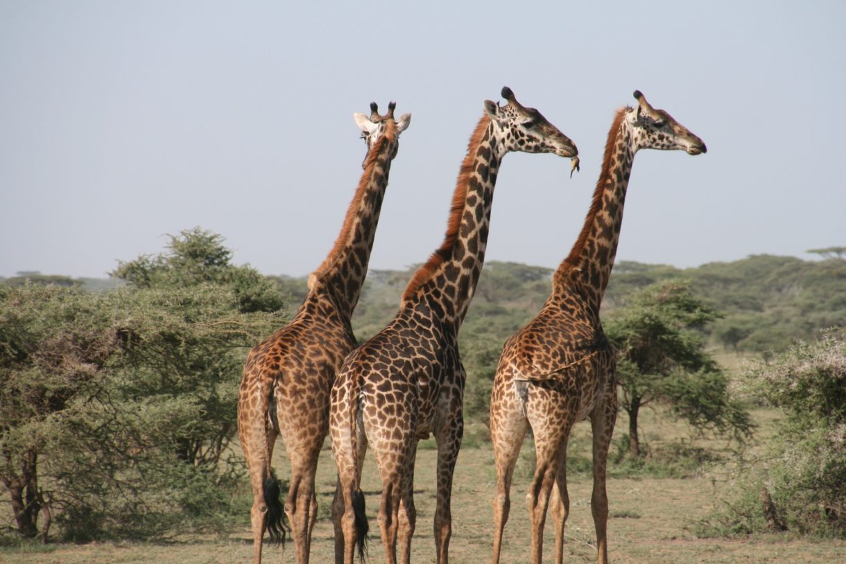 Tanzania, un destino clásico para disfrutar de safaris