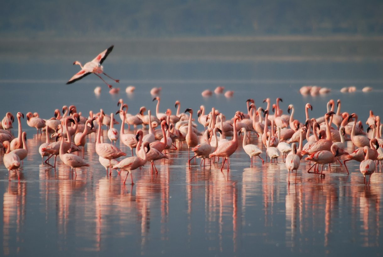 Los parques nacionales más impresionantes de África