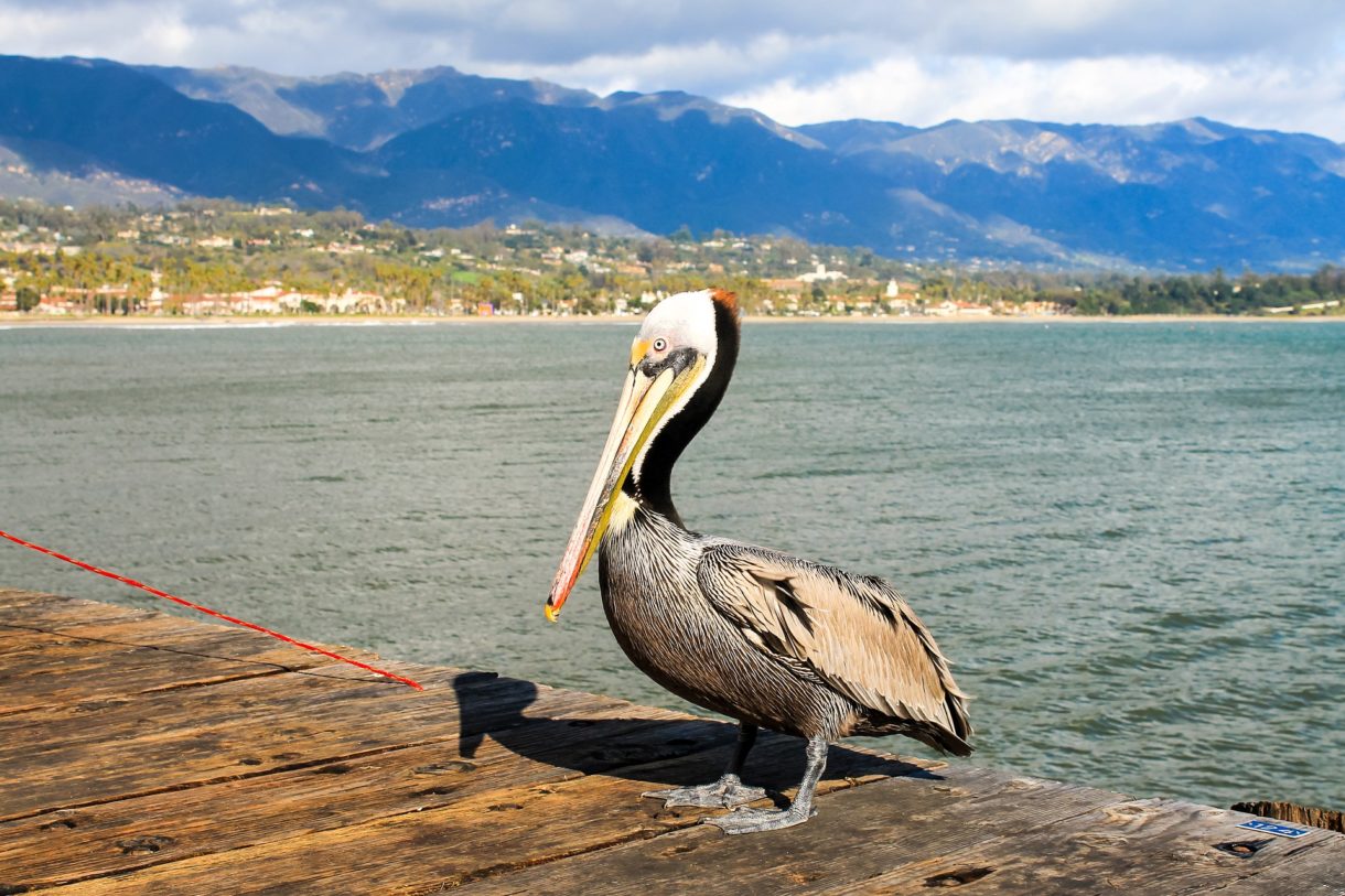 Conoce Santa Bábara, clásico destino en California